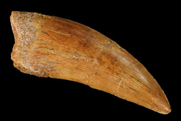 Serrated, Carcharodontosaurus Tooth - Real Dinosaur Tooth #145723